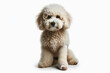 Portrait of a poodle dog with a white bandage on his leg isolated on solid white background. ai generative