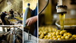 A sequence of images illustrating the step-by-step process of olive oil production, from harvesting in the groves to pressing and bottling, creating a visual narrative of the journ