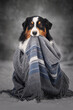 Aussie dog wrapped in blanket