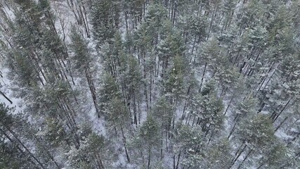 Canvas Print - a aerial view of a snowy forest on an overcast day