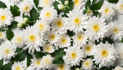 Wall Mural - Seamless pattern of chrysanthemum flowers with leaves isolated on white background.