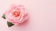 © Ziyan - Decorative web banner. Close up of blooming pink roses flowers and petals isolated on white table background. Floral frame composition. Empty space, flat lay, top view