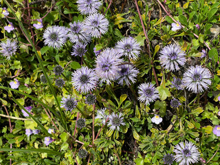 Wall Mural - Ball flower, Globularia meriodonalis