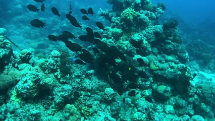 Wall Mural - damsel fishes in the coral reef