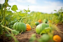 Close-up Of A Lush Pumpkin Field With Orange And Green Pumpkins
