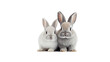 Two rabbits with white and gray fur. Cute animals on transparent and white background. Created by AI.