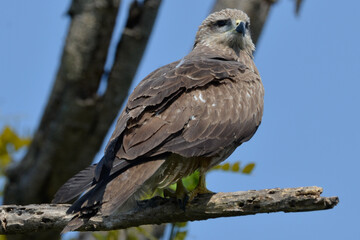 a tawny eagle perched on a tree branch