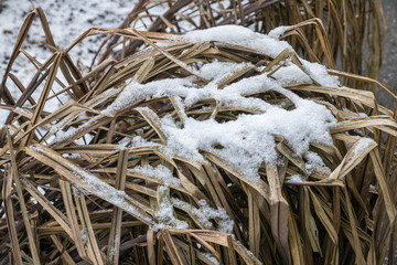 Grashalme schneebedeckt