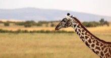 Close Up Head Of A Giraffe Walking In The Wild In Masai Mara, Kenya - Slow Motion
