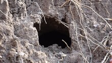 Rat Hole In The Ground With Natural Background