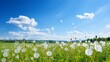 Field with dandelions and blue sky. Beautiful Landscape