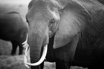 black and white portrait of an african elephant