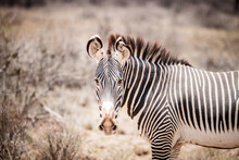 Portrait Of A Grévy's Zebra In Kenya