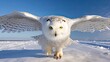 A snowy owl gracefully gliding over a frozen tundra