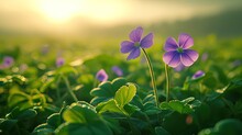 A Delicate Duo Of Purple Wildflowers Emerges From A Lush Clover Field, Illuminated By The Golden Light Of Dawn.