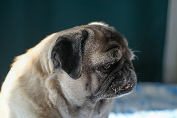 old pug sitting on the sofa 2