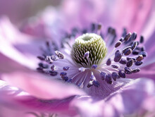 The Purple Daisy Stands As A Testament To Vibrant Biodiversity, Its Flower Head A Macro Masterpiece Of Colorful And Violet Shades That Captivate The Eye