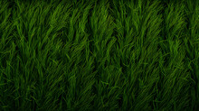 Green Lawn Grass Background,,
Green Grass Close Up Of Macro Pro Photo
