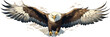 Bald eagle illustration (Haliaeetus leucocephalus)