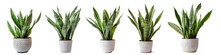 Collection set of snake plants isolated on transparent or white background, png