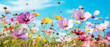 Colorful cosmos flowers on field with blue sky