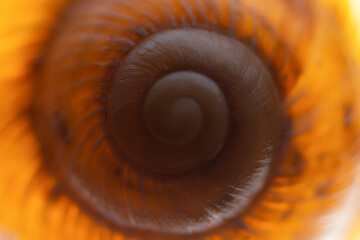 snail shell close up