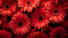 Bunch Of Red Gerbera Daisies Flowers - Generative AI