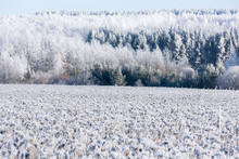 A Forest With Pines And A Field Of Sunflowers In Frost