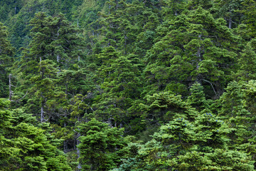 Canvas Print - Greenery forest over the mountain