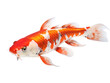 Koi Fish, isolated on a transparent or white background