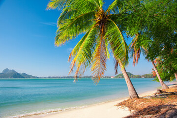 Wall Mural - beautiful coconut palm tree on tropical beach