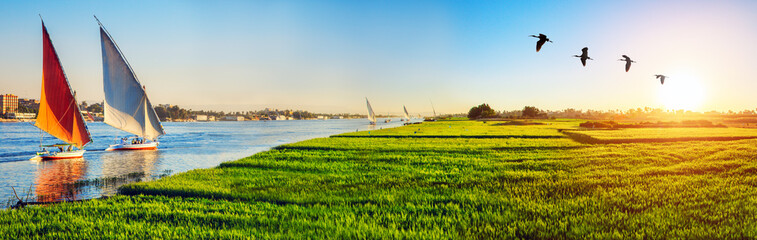 Feluccas on Nile and green fields of wheat at sunset time, panorama, Luxor, Egypt.