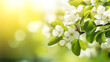 Ambiance printanière, fleurs blanches, sur les branches d'un arbre, cerisier. Arrière-plan de flou et lumière claire, ensoleillé. Printemps, été. Pour conception et création graphique
