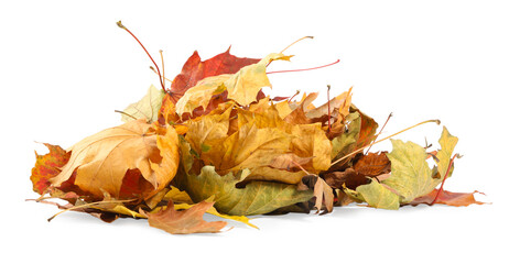 Wall Mural - Pile of dry autumn leaves isolated on white