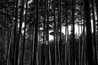 Serene forest scene captures tall pine trees under sky. Stark contrast between dark trunks, light sky creates eerie atmosphere. Dense nature environment showcases wild beauty, growth, calm