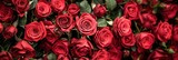 Fototapeta Kwiaty - Beautiful and romantic Red Roses background