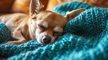 Adorable Chihuahua Puppy Napping On Knitted Blanket
