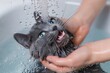 A curious kitten experiences the thrill of a splashy indoor bath, aided by a patient person and the calming presence of water