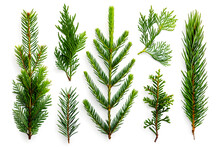 Collection Of Pine Branches Isolated On White Background