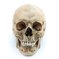human skull isolated on white background