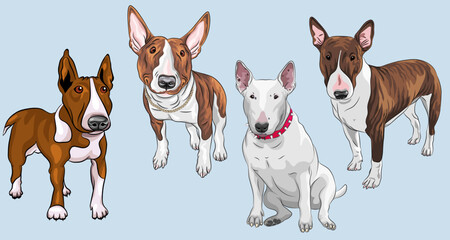 Wall Mural - Set of Bull Terrier Dog, white and in black and tan