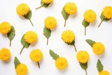  A Bunch Of Yellow Dandelions With Green Leaves On A White Background With Space For A Text Or An Image To Put On The Bottom Of The Dandelions.