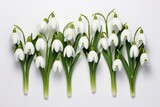 Fototapeta Tulipany -  a group of white flowers sitting next to each other on top of a white surface with long green stems in the middle of the row of the row of the flowers.