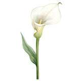 Single wedding calla lily in watercolor style isolated on white background