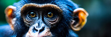 Monkey. View Of The Monkey. Chimpanzee