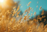 Fototapeta Natura - A picturesque image of a field of tall grass with the sun shining in the background. This image can be used to depict the beauty of nature and the tranquility of open spaces