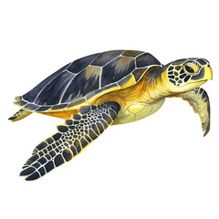 Wall Mural - AI-generated watercolor Sea Turtle clip art illustration. Isolated elements on a white background.