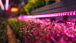 Microgreens Garden under purple LED lights in an indoor farm
