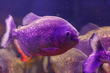 Sticker - underwater photography of fish Pygocentrus nattereri