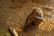 Kind monkey eating corn while observing